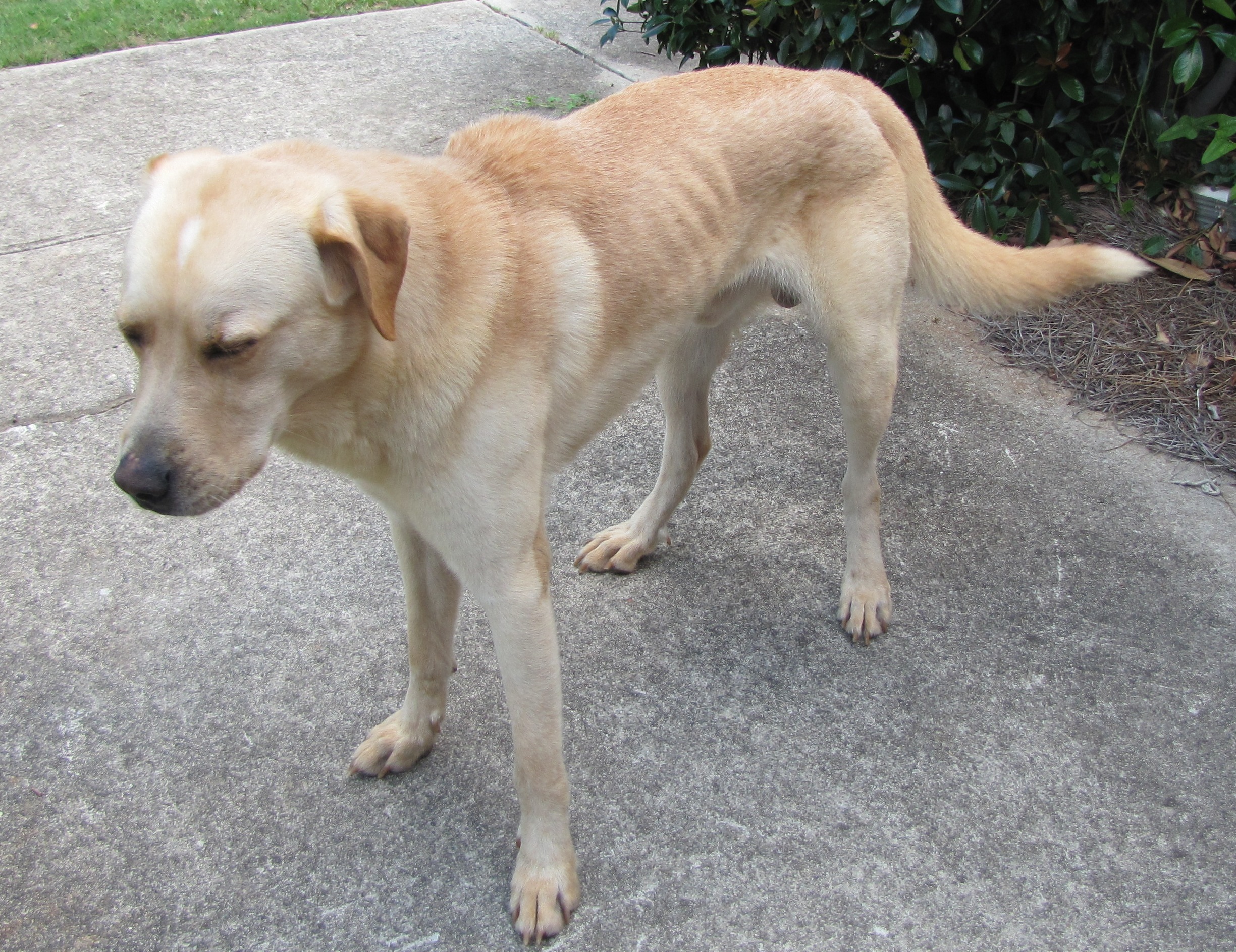 lab and golden retriever mix puppies for sale golden retriever german shepherd mix puppies for sale breeds picture lab and golden retriever mix puppies for sale golden retriever german shepherd mix puppies for sale breeds picture